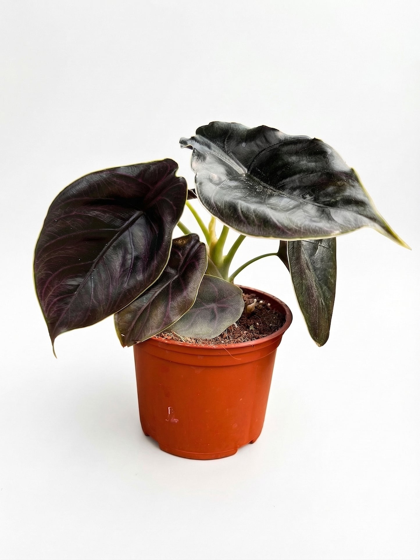 אלוקסיה אזלאני | בינוני-4-nan.png.png