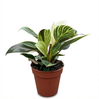 1-פילונדנדרון בירקין פרימיום-nano.png.png