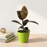 כד קרמיקה חלק ירוק קוטר 13