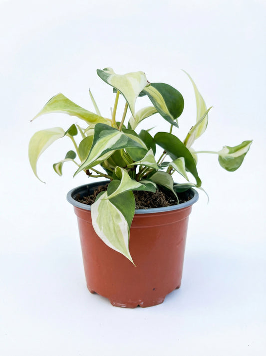 פילודנדרון קרים ספלאש | בינוני-1-nan.png.png