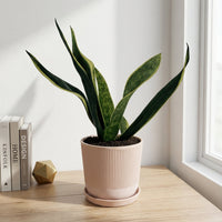 כד פסים שמנת קוטר 13 + תחתית