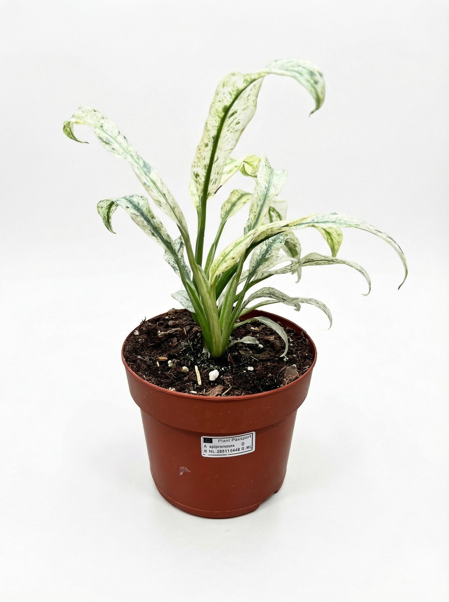 אפיפרמנום גיגאנטום-1-nan.png.png