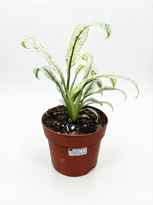 אפיפרמנום גיגאנטום-1-nan.png.png