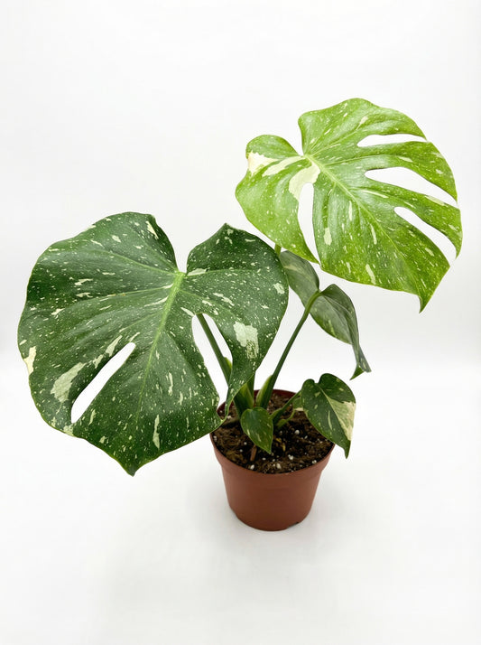 מבצע מונסטרה תאי | בינוני-3-nan.png.png