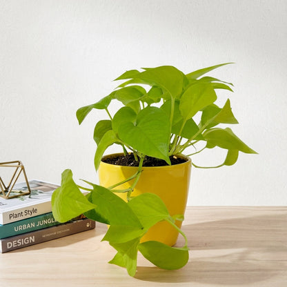 פוטוס נאון עציץ קוטר 12 ס״מ