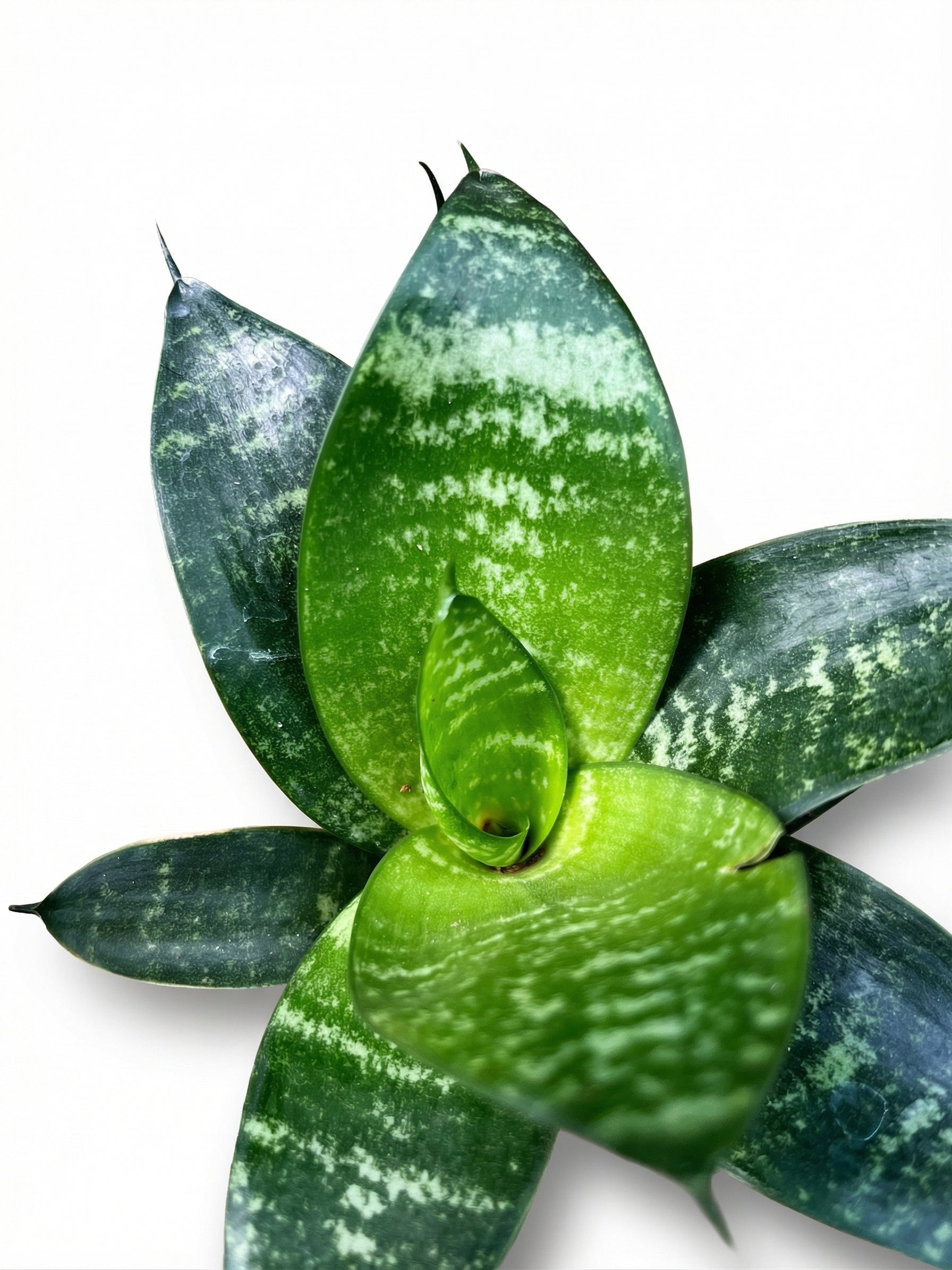 סנסויריה האני | בייבי-3-nan.png.png