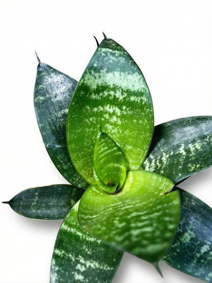 סנסויריה האני | בייבי-3-nan.png.png