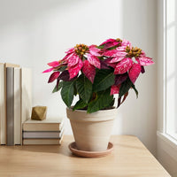 כד טרקוטה בהיר קוטר 16 + תחתית