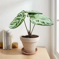 כד טרקוטה בהיר קוטר 16 + תחתית