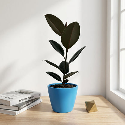 פיקוס גומי שחור