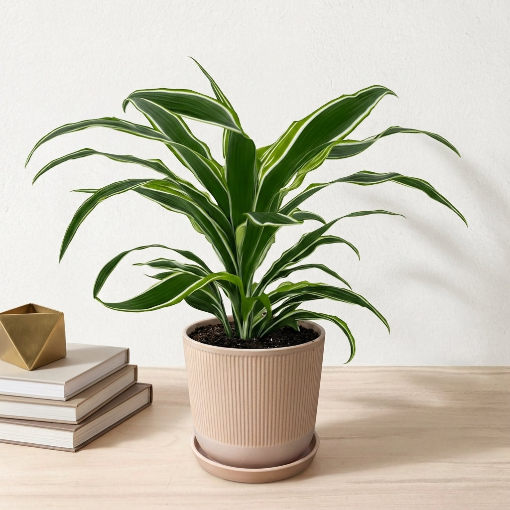 דרצנה למון ליים