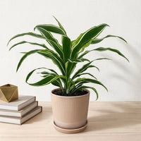 כד פסים שמנת קוטר 13 + תחתית