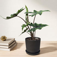 כד פסים שחור קוטר 13 + תחתית