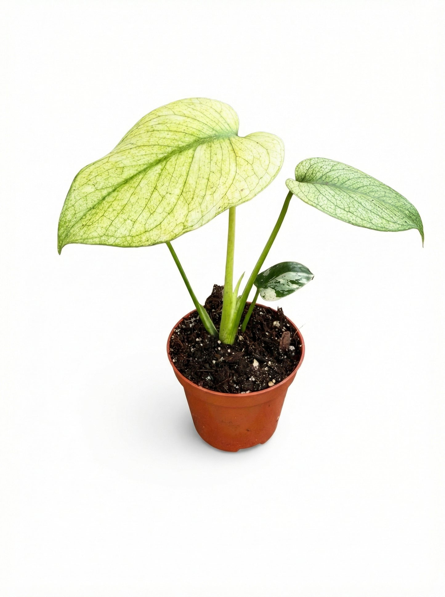 מונסטרה מינט | בייבי מבצע-1-nan.png.png