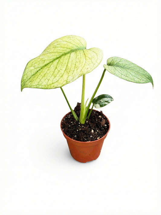 מונסטרה מינט | בייבי מבצע-1-nan.png.png