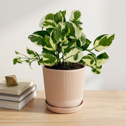 פוטוס אנגוי עציץ קוטר 12 ס״מ