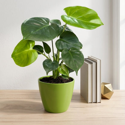 מונסטרה דליסיוסה עציץ 12