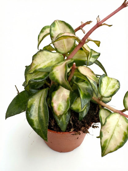 הויה לקונוסה SP ברונו | בייבי-3-nan.png.png