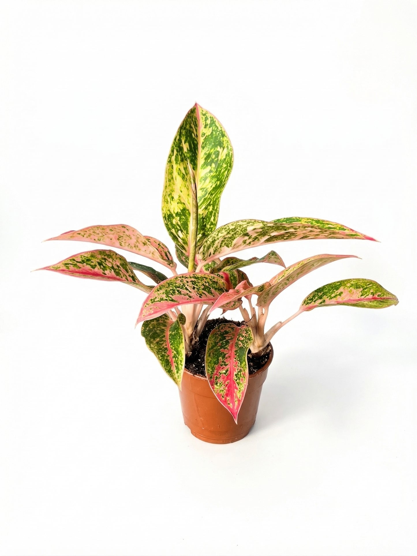 אגלונמה אדום/ירוק | בינוני-1-nan.png.png