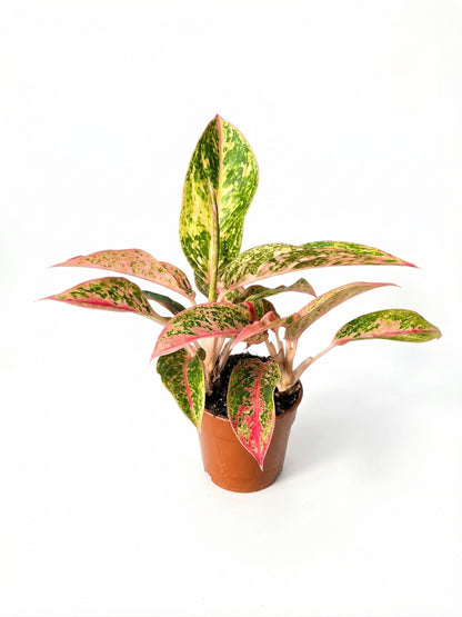 אגלונמה אדום/ירוק | בינוני-1-nan.png.png