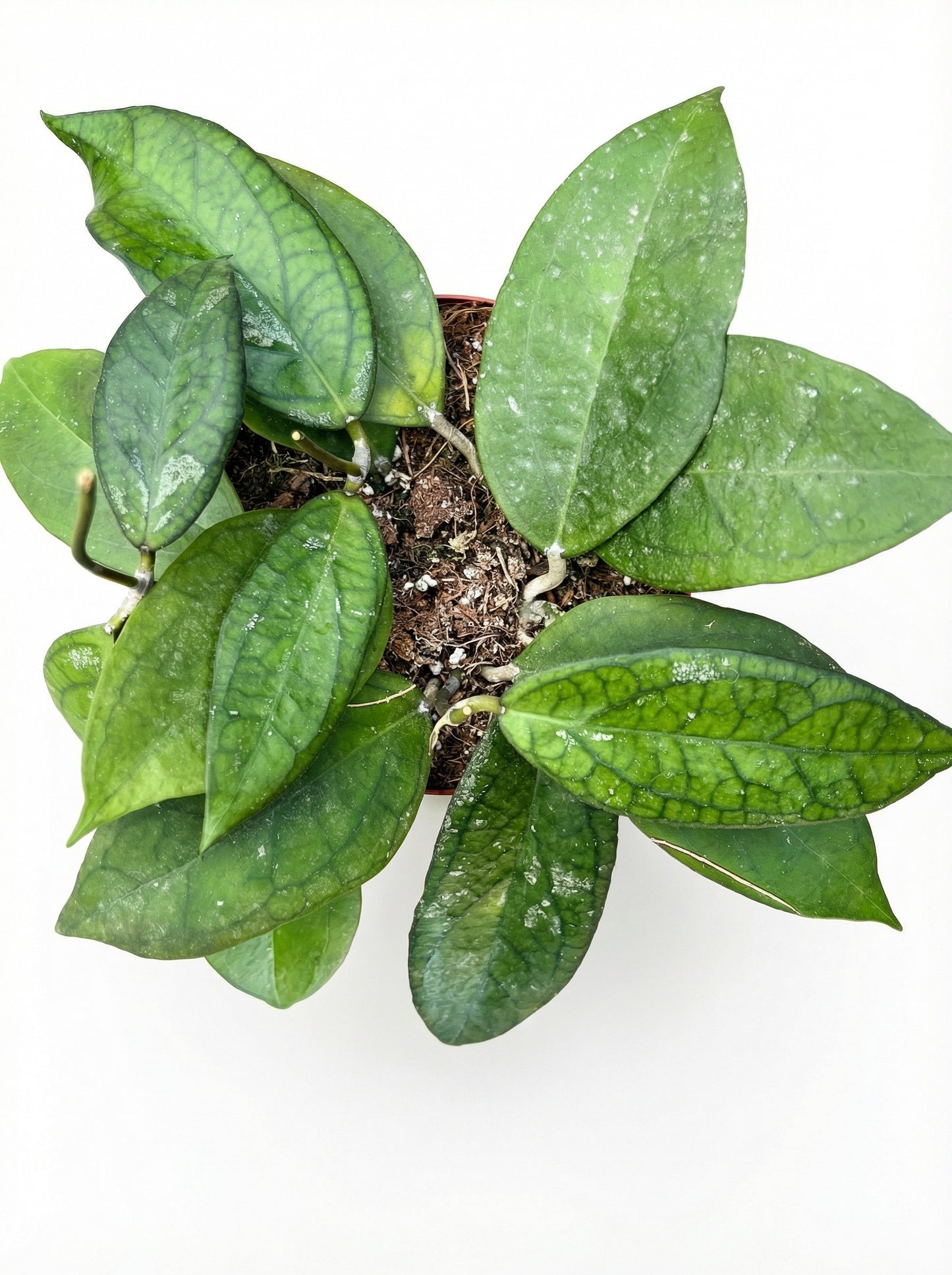 הויה טקילה סאן רייז | בינוני-2-nan.png.png