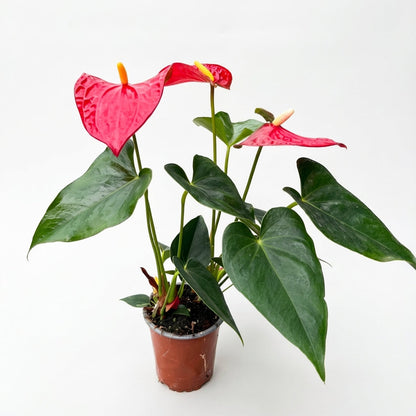 אנטוריום פורח קטן