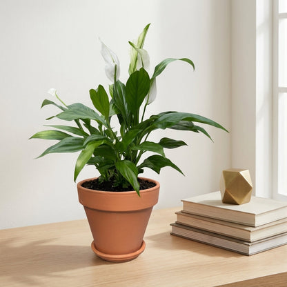 ספטיפיליום בינוני עציץ 12