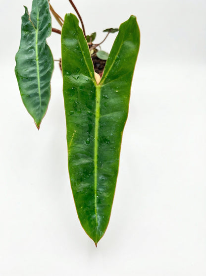 פילודנדרון ביליתאיי | בינוני-3-nan.png.png