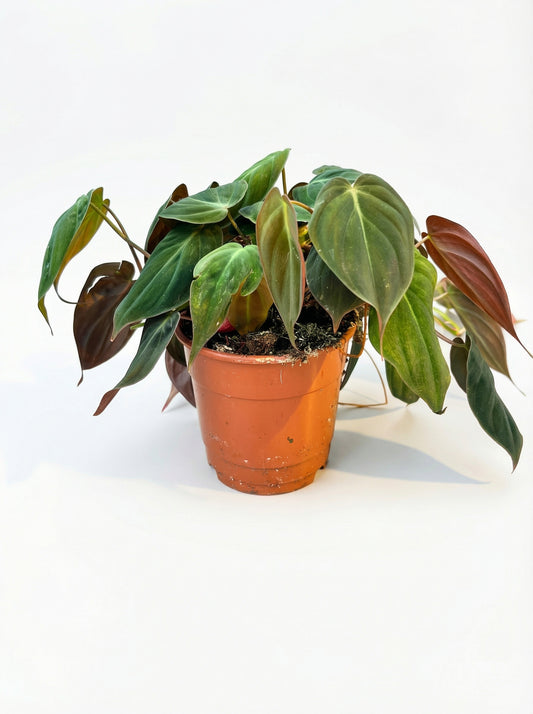 פילודנדרון מיקאנס | בינוני-1-nan.png.png