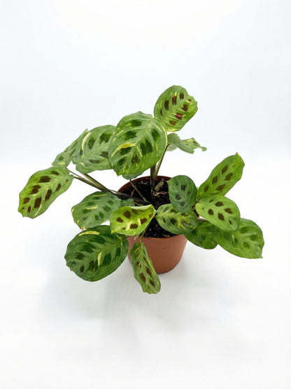 מונטה ירוקה מגוונת | בינוני-2-nan.png.png