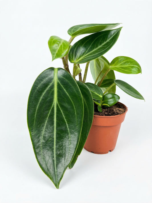 פפרומיה ונילה |  בינוני-3-nan.png.png