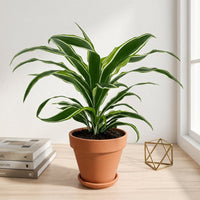 כד טרקוטה חום קוטר 15 + תחתית