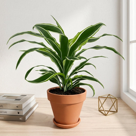 דרצנה למון ליים