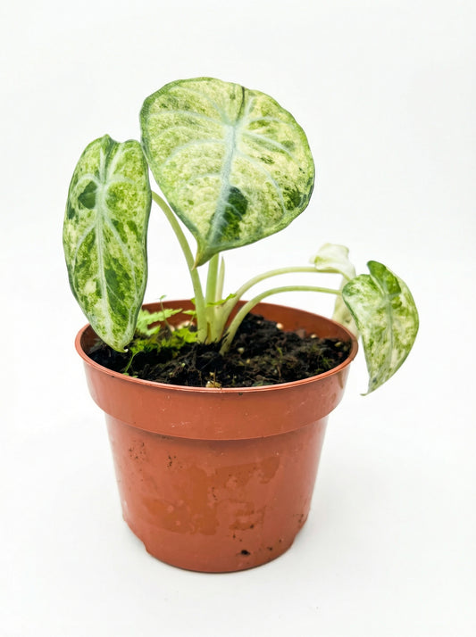 אלוקסיה נינג׳ה טריקולור | קטן מבצע-1-nan.png.png