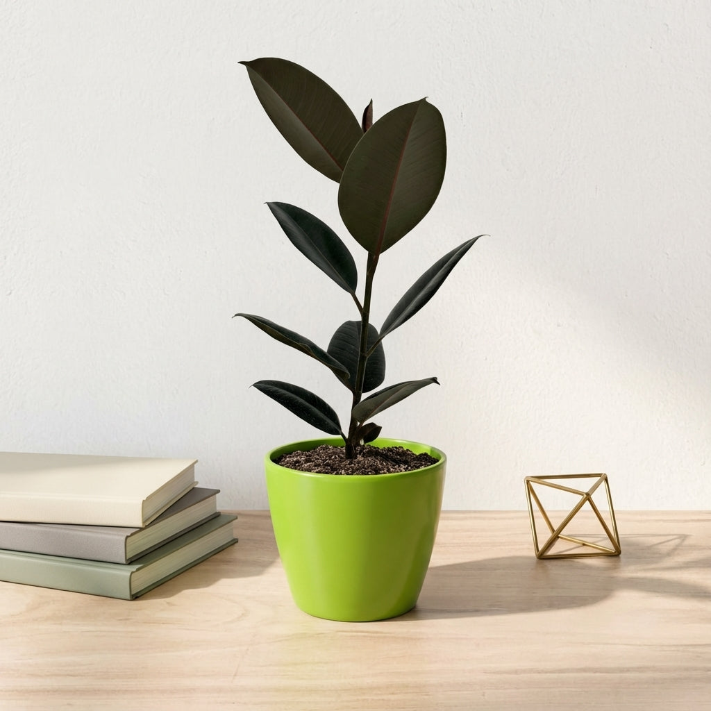 פיקוס גומי שחור