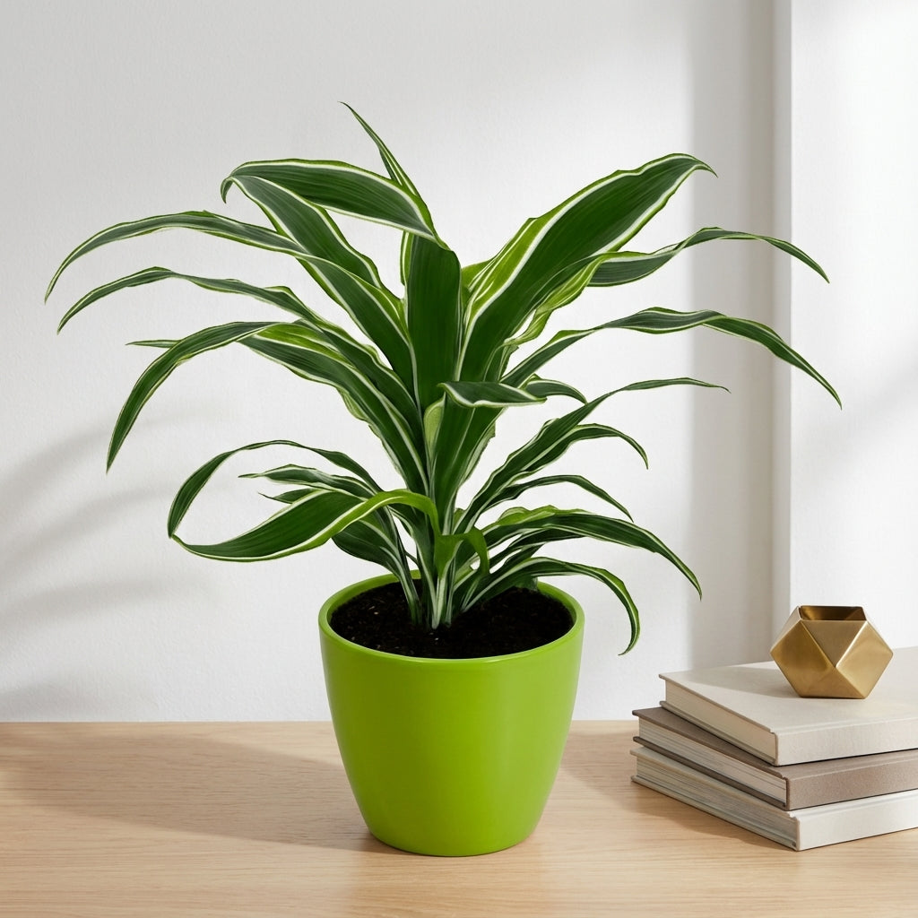 דרצנה למון ליים