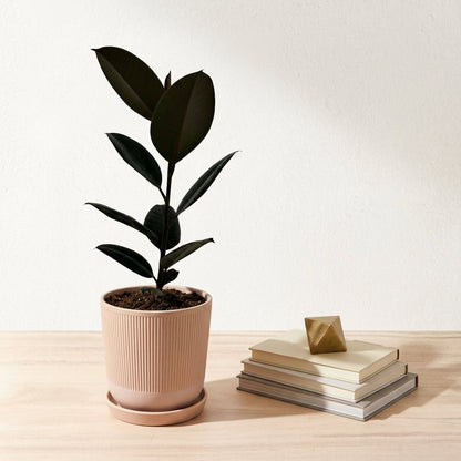 פיקוס גומי שחור