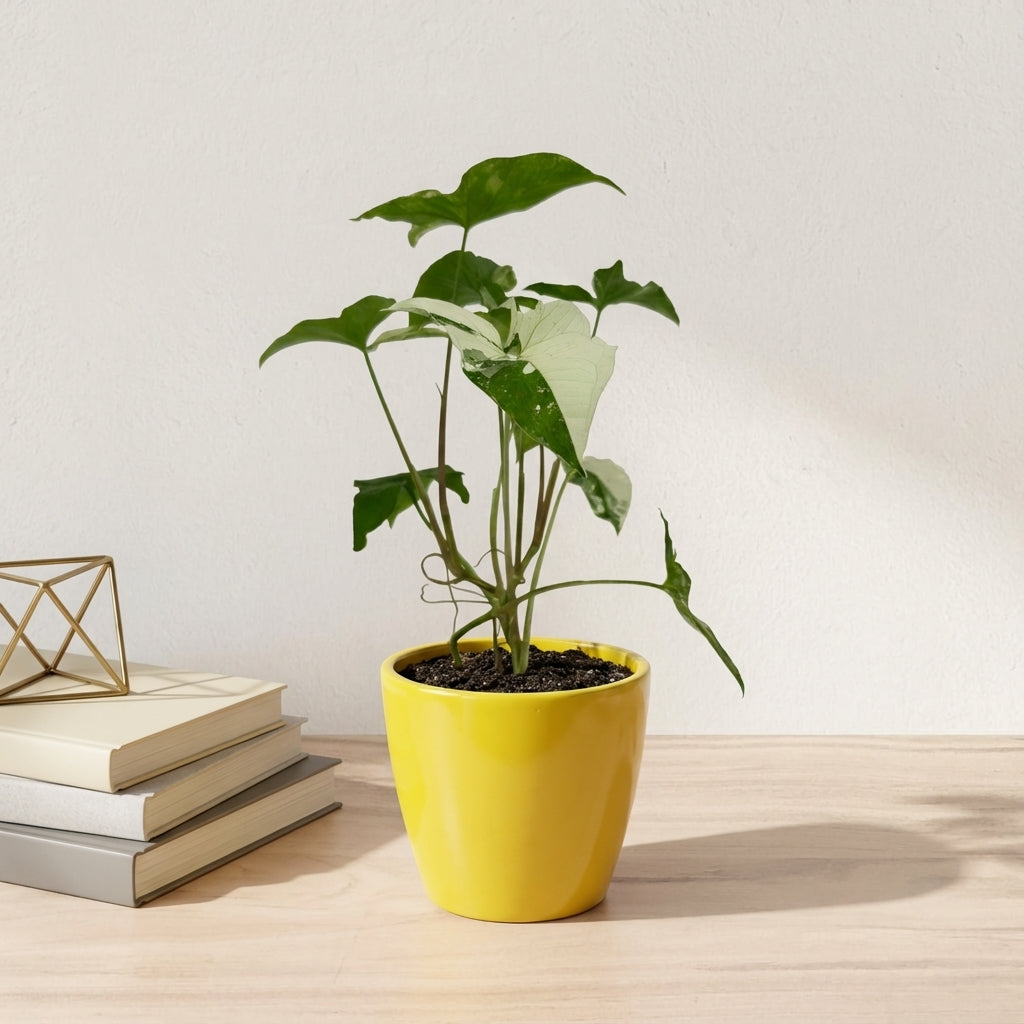 סינגוניום אלבו