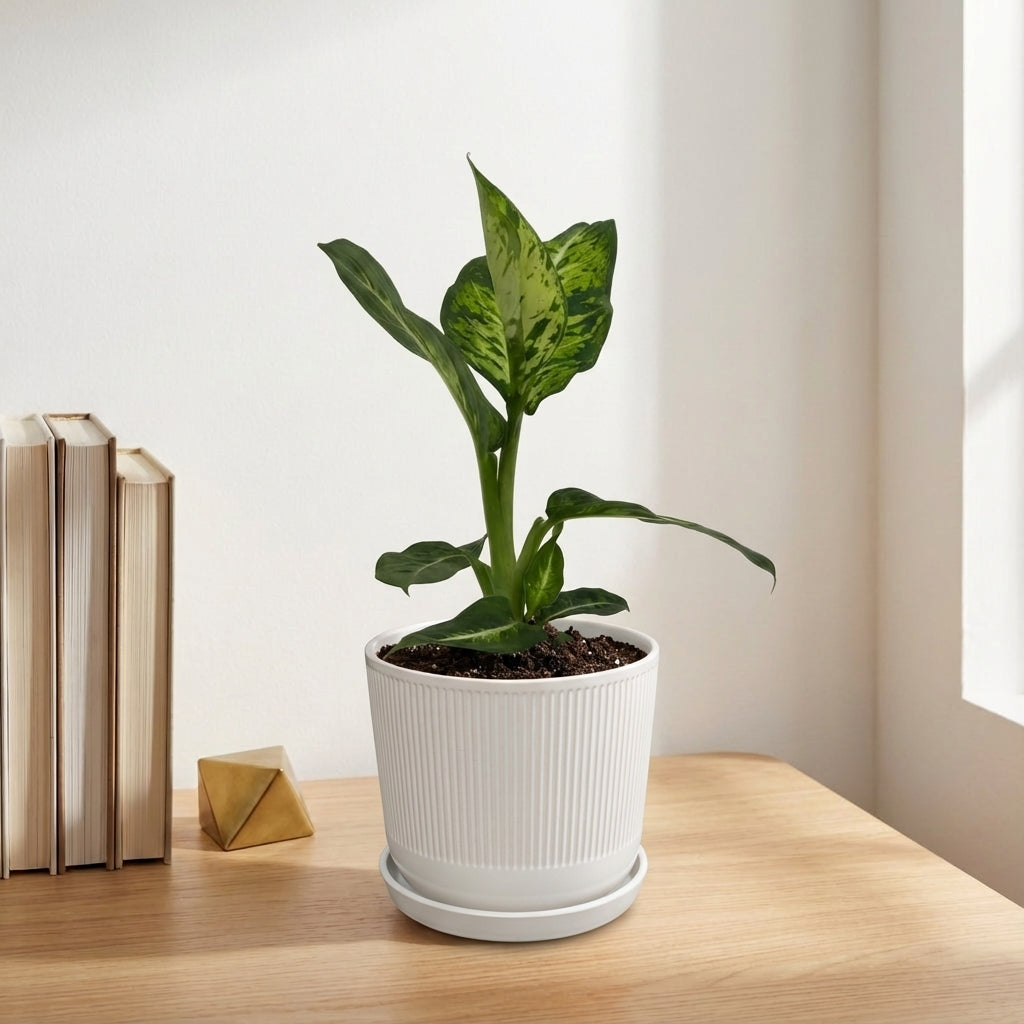 דיפנבכיה קומפקטה