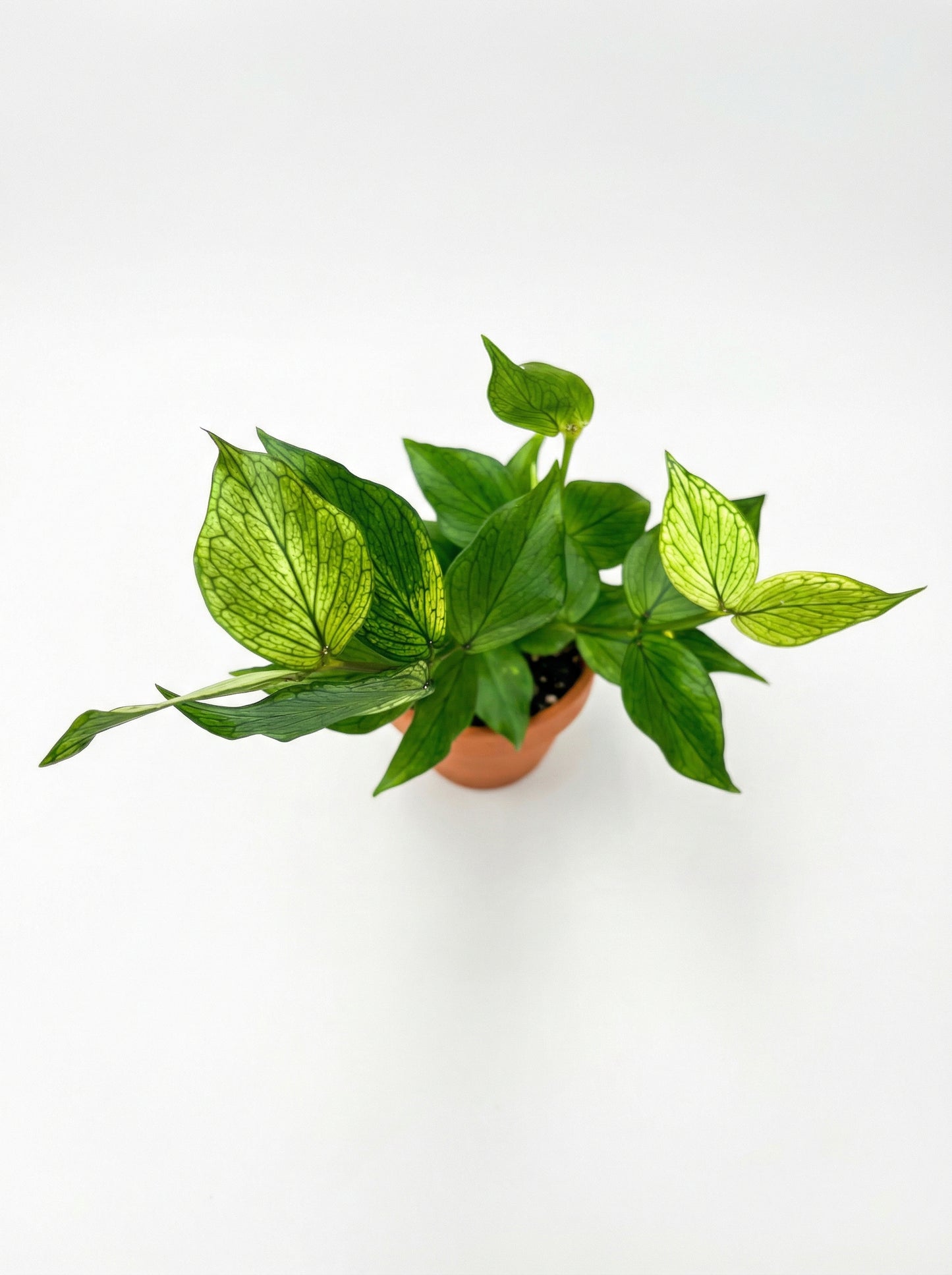 הויה פולינאורה | בייבי מבצע-2-nan.png.png