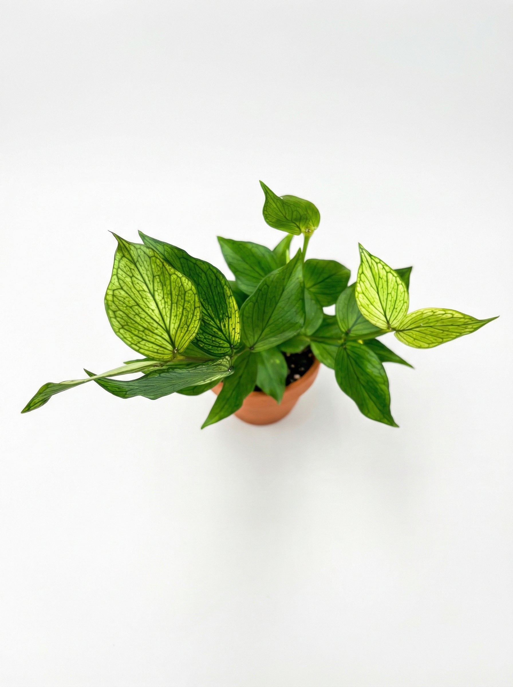 הויה פולינאורה | בייבי מבצע-2-nan.png.png