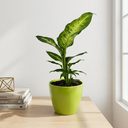 דיפנבכיה סמר סטייל