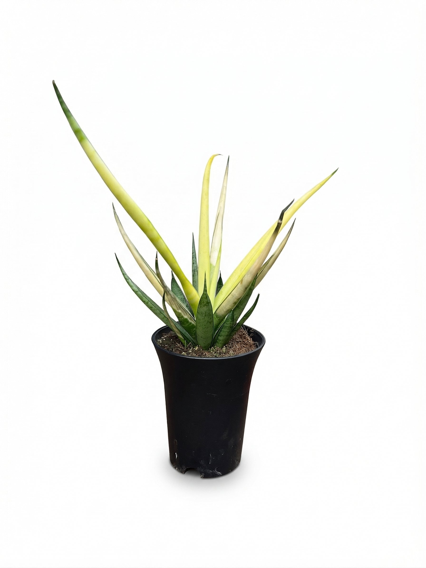 סנסויריה קריסטיאנה למון | בייבי-1-nan.png.png