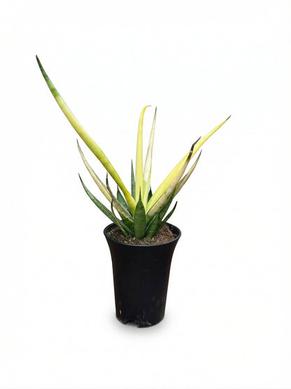 סנסויריה קריסטיאנה למון | בייבי-1-nan.png.png