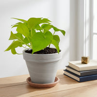 כד טרקוטה בהיר קוטר 16 + תחתית