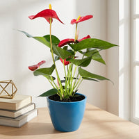 כד קרמיקה חלק כחול קוטר 13