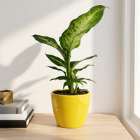 כד קרמיקה חלק צהוב קוטר 13