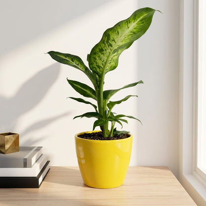 דיפנבכיה סמר סטייל