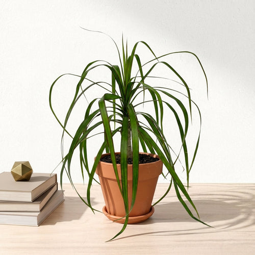 דרצנה מרגינטה