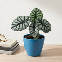 כד קרמיקה חלק כחול קוטר 13